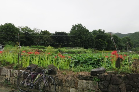 花を差す。_e0149587_16133277.jpg