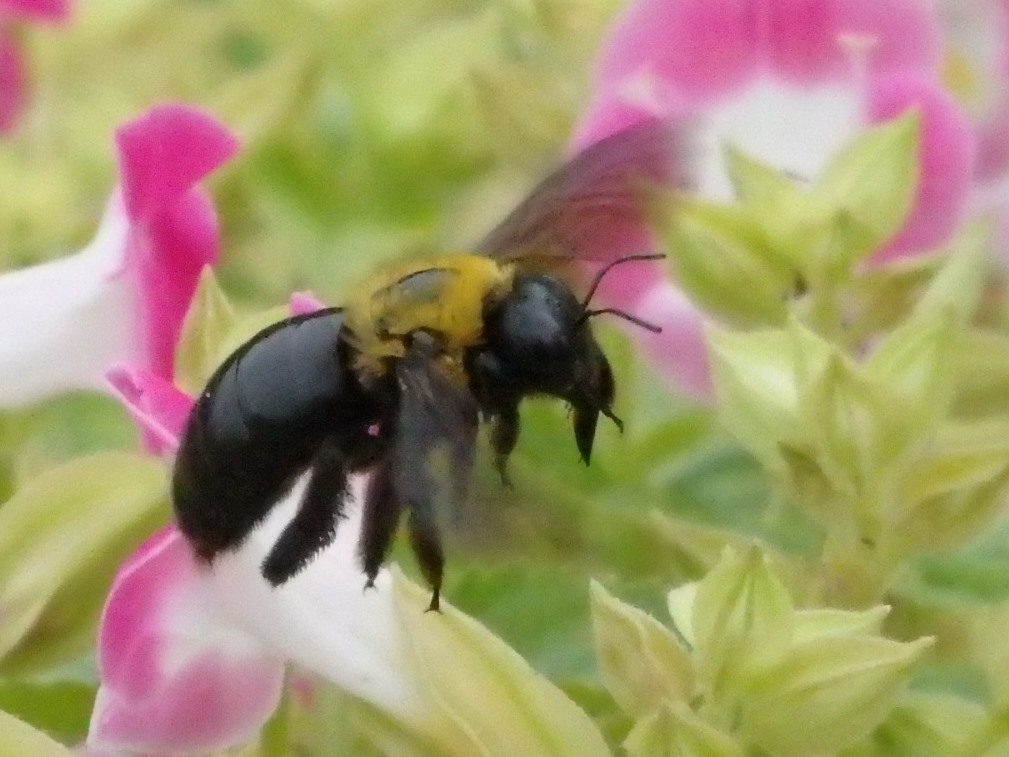 クマバチの盗蜜　Xylocopa appendiculata_c0208989_22001780.jpg