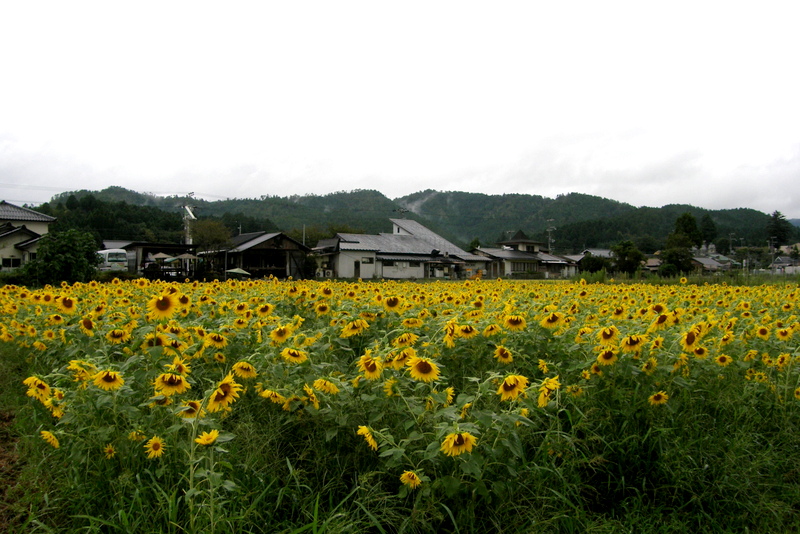 お蕎麦と向日葵_c0057390_23283499.jpg