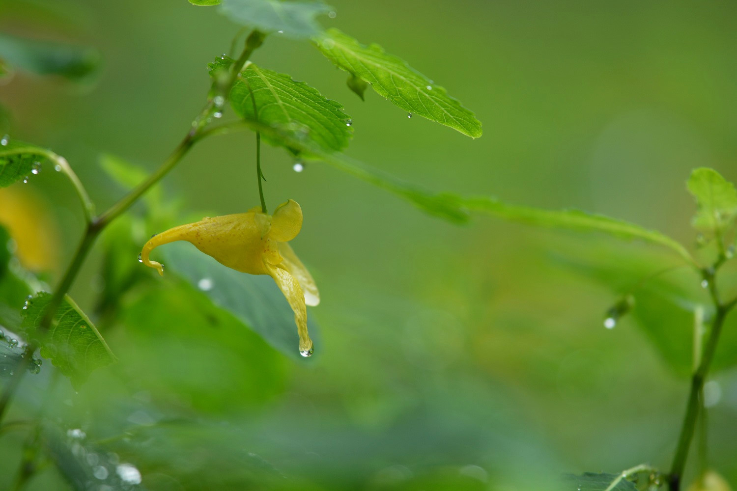 昨日も今日も明日も 雨_e0353790_19563428.jpg