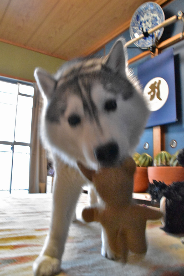c0049299_20484966.jpg