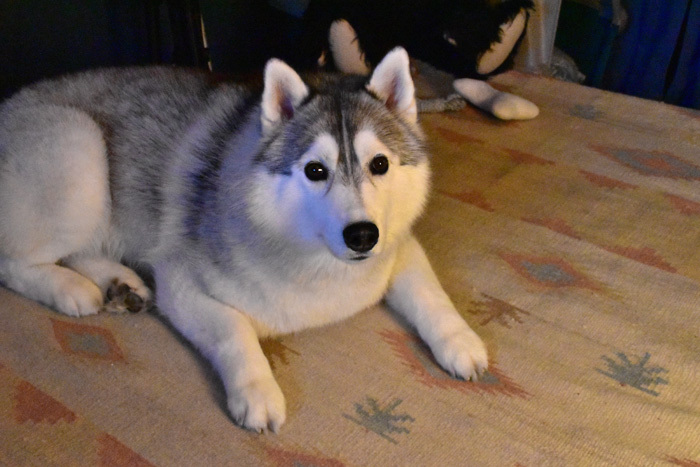 c0049299_21102474.jpg