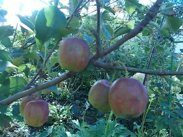 f0316507_13261555.jpg