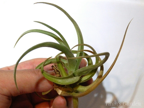 Tillandsia xiphioides : Titan's Garden Tillandsia xiphioides : Titan's Garden
