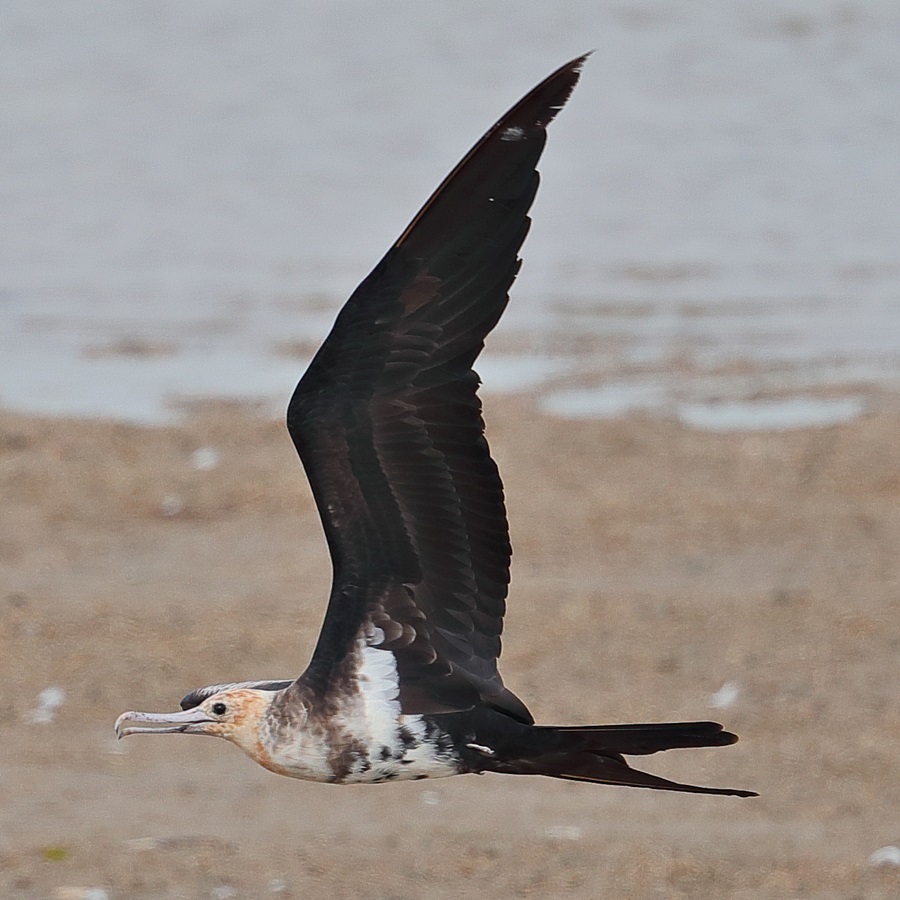 コグンカンドリ ⑥ 20169月 ING_54