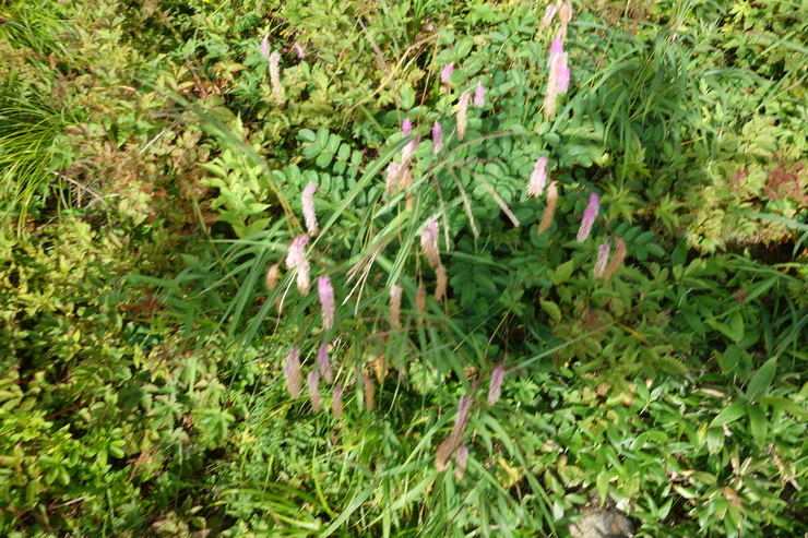 a0287336_18311027.jpg