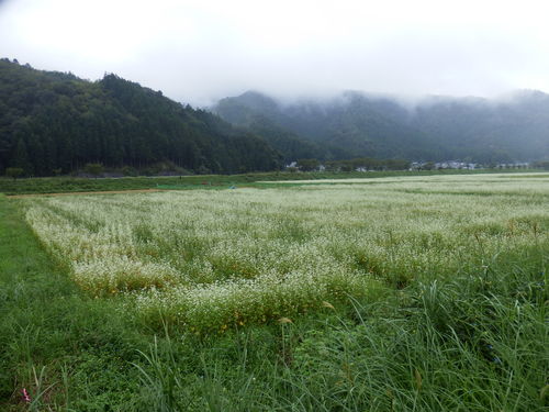 初秋の野辺・・・。９月１９日。_a0279738_16313175.jpg