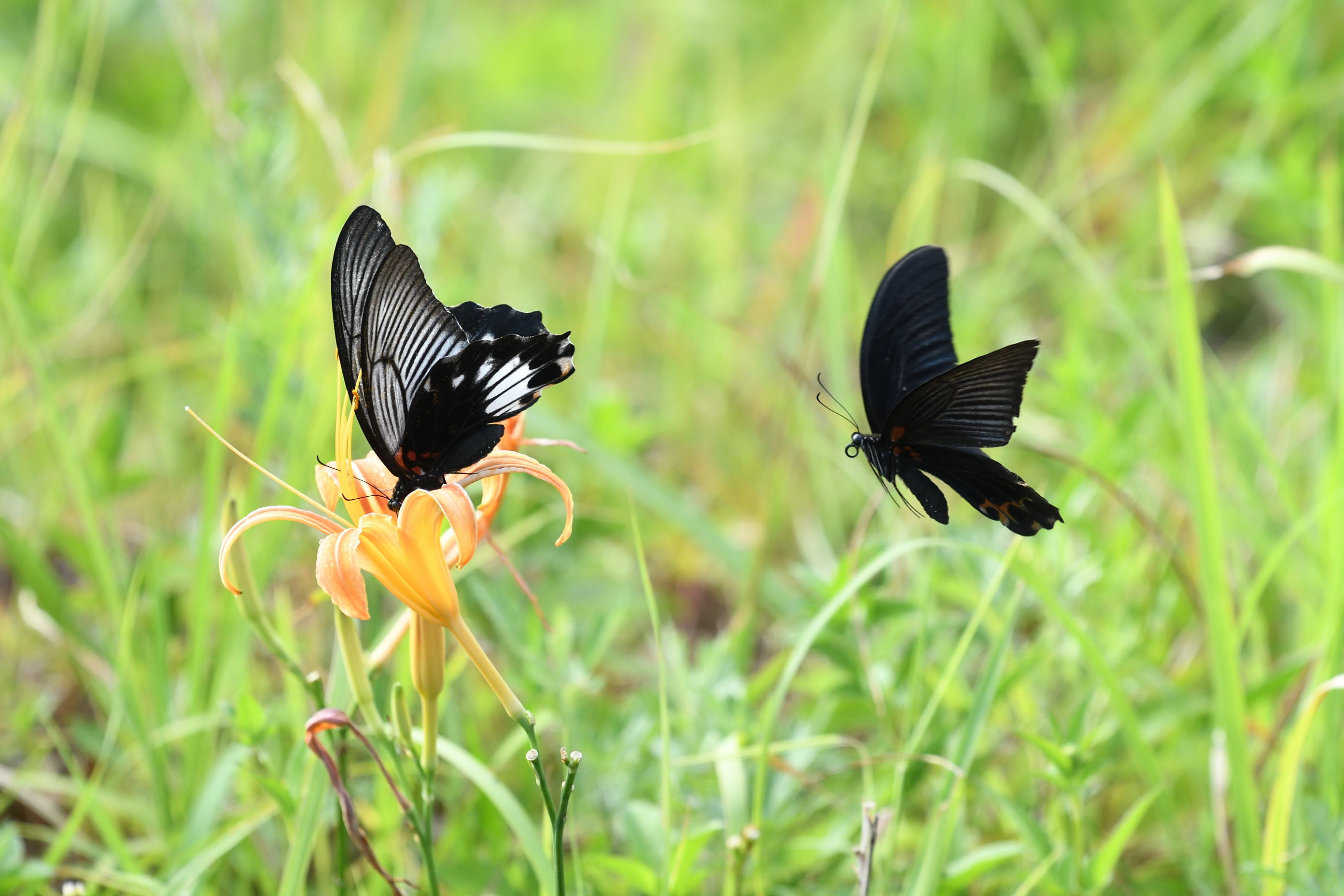 【1ペア】黒化タイプ、キアゲハ（愛知県産） ナガサキアゲハ求愛行動 in 屋久島 : 徒然なるままに