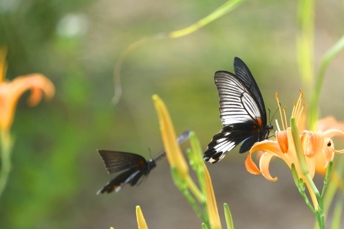 ナガサキアゲハ求愛行動     in 屋久島_d0285540_19525893.jpg