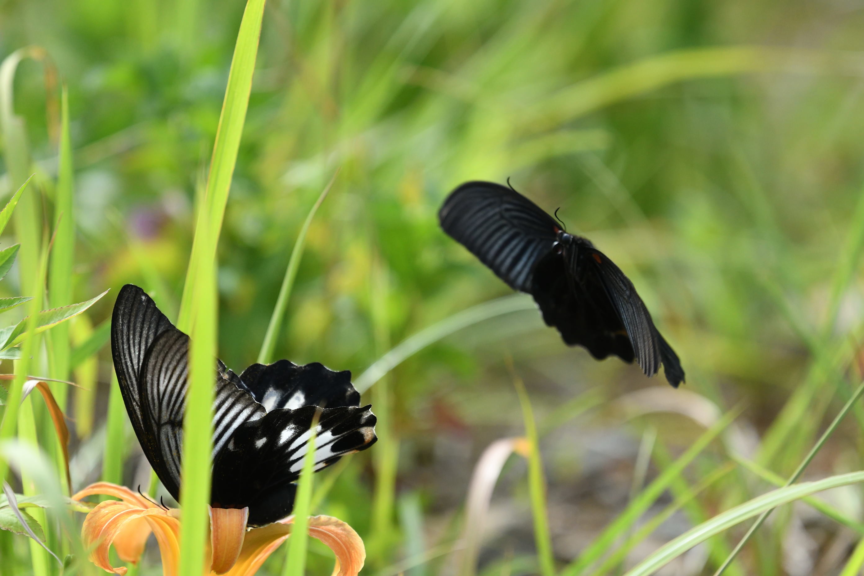 ナガサキアゲハ求愛行動     in 屋久島_d0285540_19533256.jpg