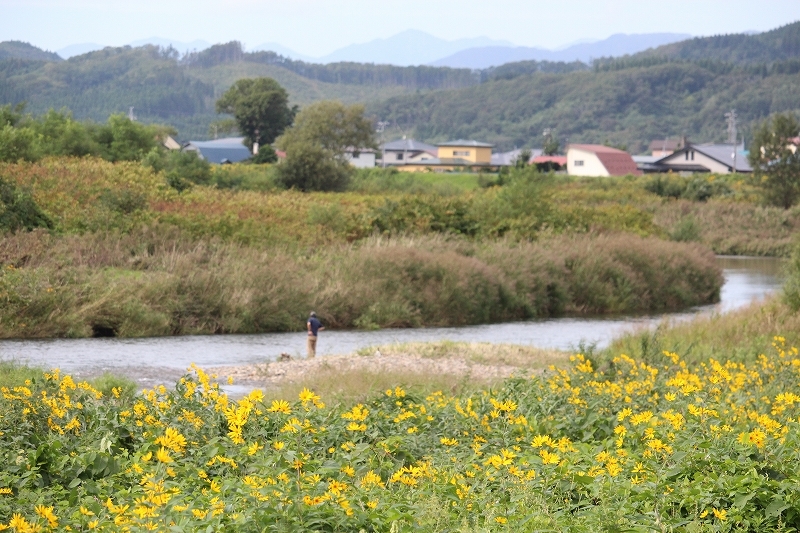 9月17日　厚沢部　１　秋の花　キクイモ_b0250154_22410873.jpg