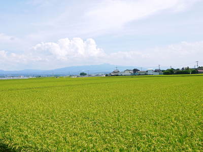 七城米 長尾農園 美しすぎる田んぼで見事にそろって稲穂が頭を垂れ始めました!稲刈りは10月中旬です!_a0254656_1805143.jpg
