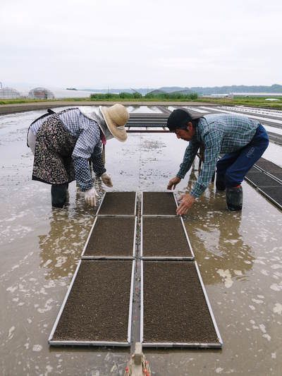 七城米 長尾農園 美しすぎる田んぼで見事にそろって稲穂が頭を垂れ始めました!稲刈りは10月中旬です!_a0254656_18275424.jpg
