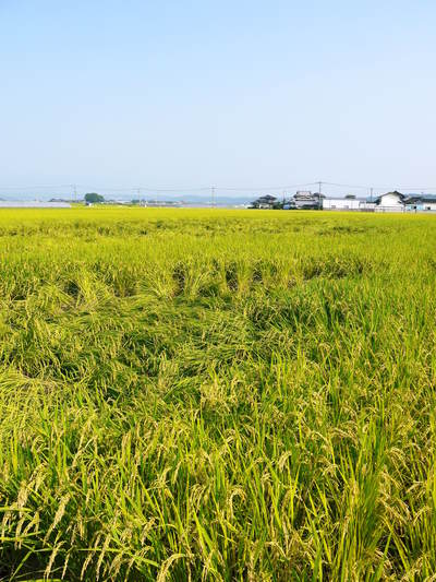 七城米 長尾農園 美しすぎる田んぼで見事にそろって稲穂が頭を垂れ始めました!稲刈りは10月中旬です!_a0254656_18513728.jpg