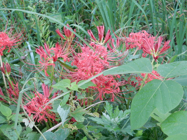 ’16,9,20(火)田舎道の曼珠沙華!_f0060461_1016396.jpg