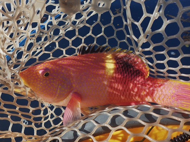 魚図鑑フエフキ系 その他 Pescador 釣り人 の日常 魚図鑑フエフキ系 その他 Pescador 釣り人 の日常