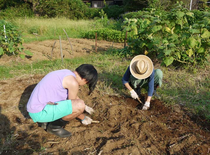 本葉が６枚に成長③鎌倉だいこん栽培記録9・18_c0014967_1236712.jpg