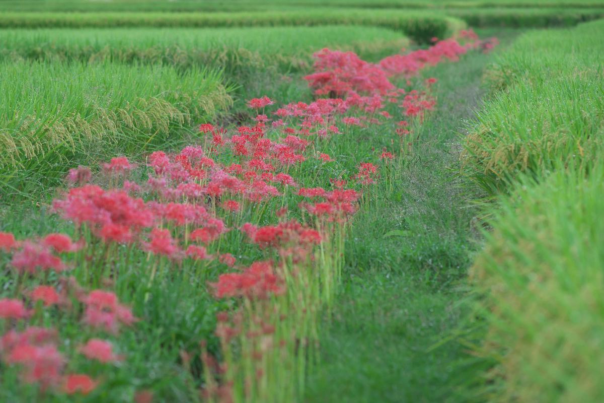 　明日香　小山界隈にて_b0161171_14514749.jpg