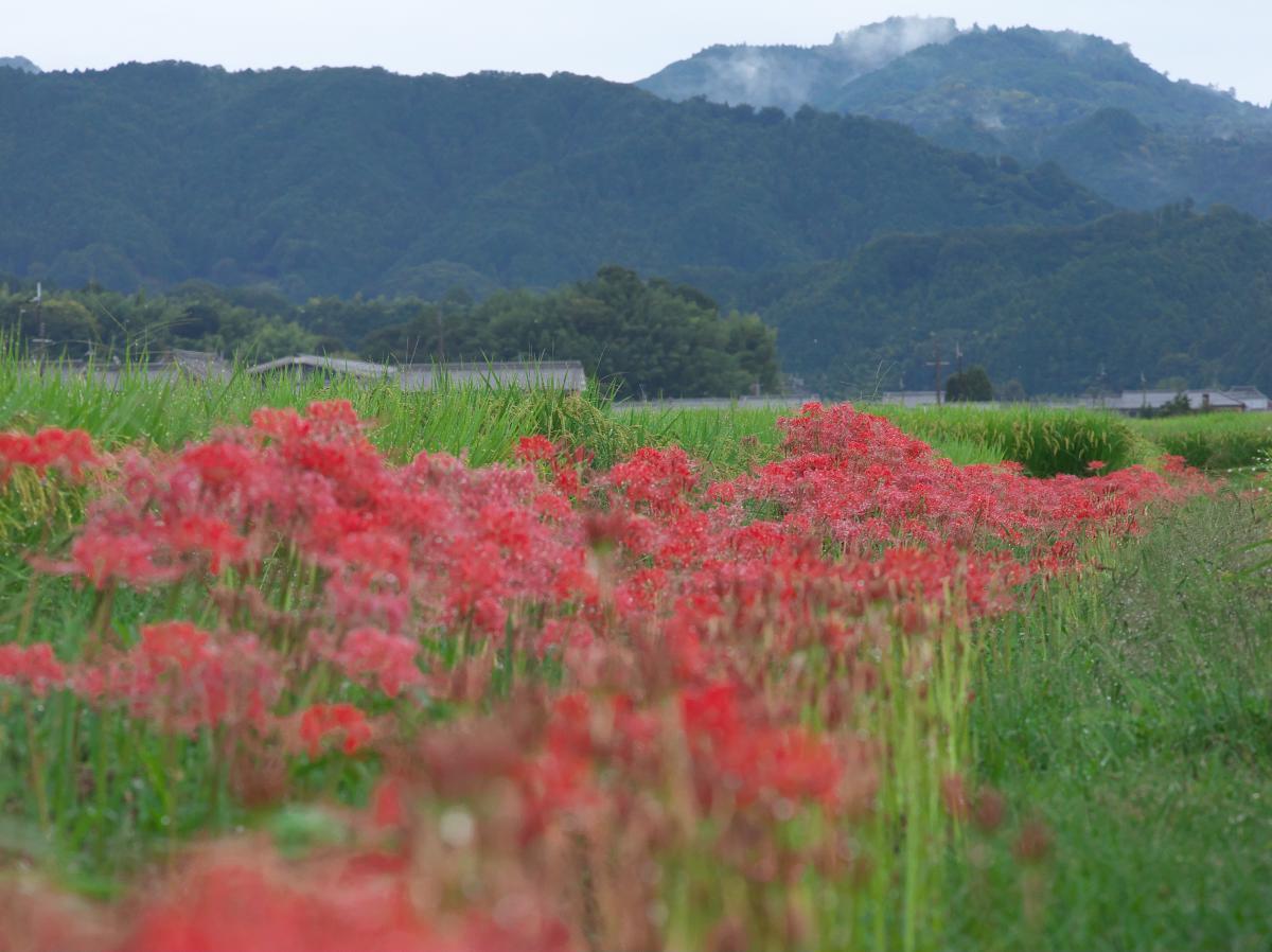 　明日香　小山界隈にて_b0161171_14515775.jpg