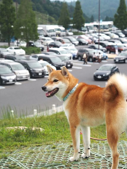 こっちゃん鳥羽旅行　その１。（プール編）_a0232774_955494.jpg