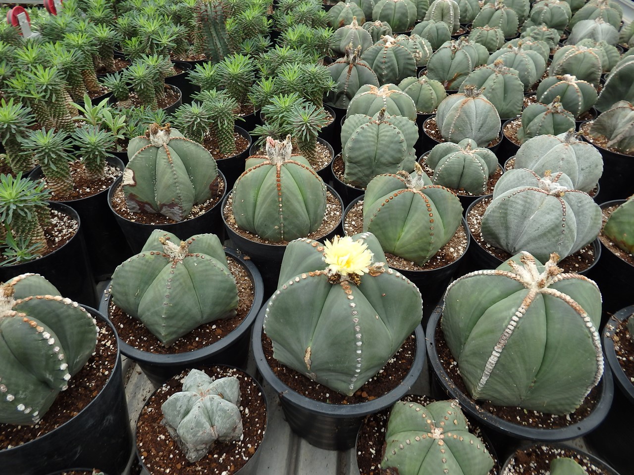 サボテン栽培が世界一のサボテン村 自然風の自然風だより