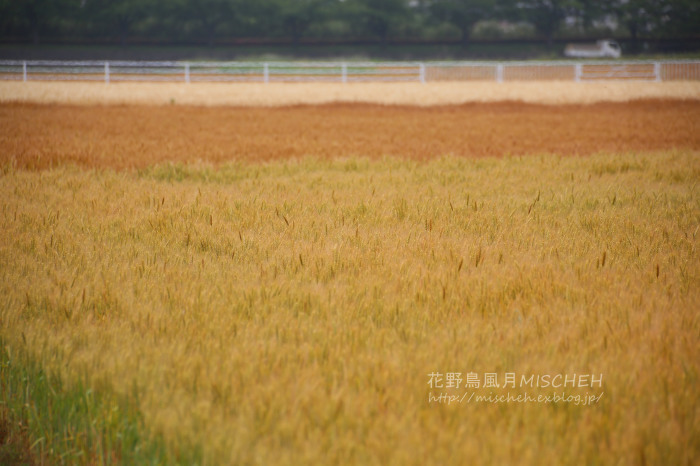 あの日の麦セッカ - 花野鳥風月MISCHEH