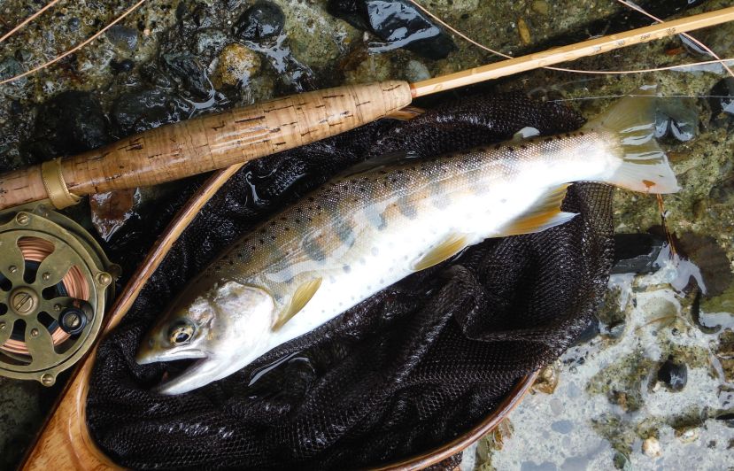 雨の秋山女魚・釣師にとっての癒しとは_b0172805_8315960.jpg