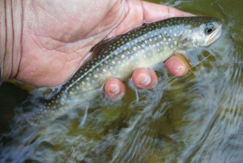 雨の秋山女魚・釣師にとっての癒しとは_b0172805_8384524.jpg