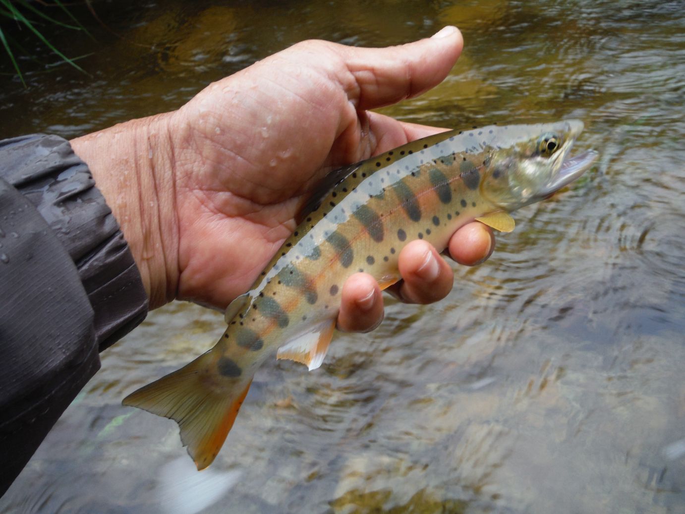 雨の秋山女魚・釣師にとっての癒しとは_b0172805_8403232.jpg