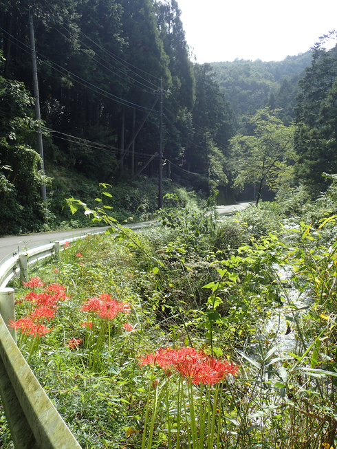 埼玉北部              ナガサキアゲハ２頭2016/09/17①_d0251807_1815245.jpg