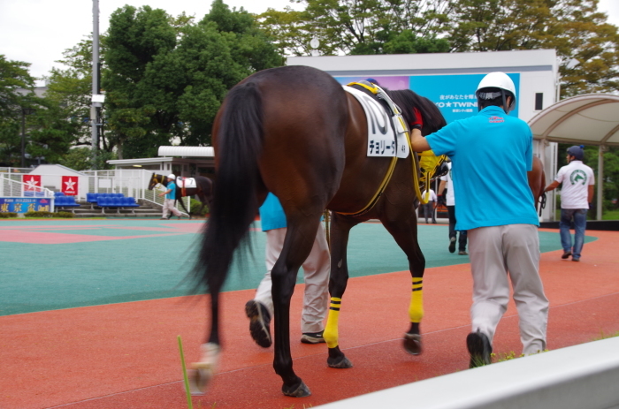 チョリータ 5戦目＠大井競馬場 4R 2016.9.21_d0344707_19060226.jpg