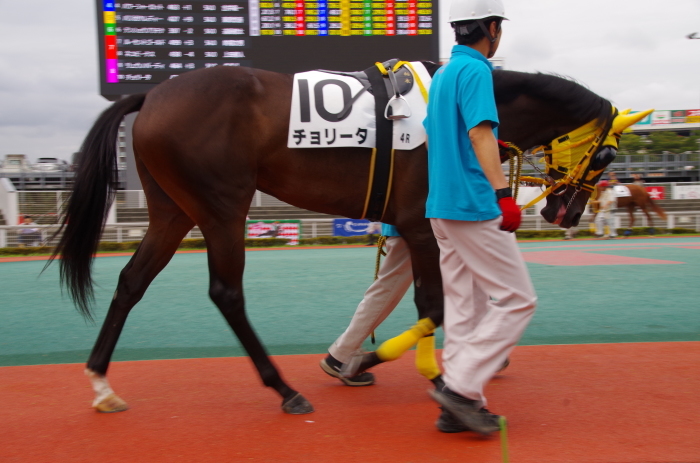 チョリータ 5戦目＠大井競馬場 4R 2016.9.21_d0344707_19065832.jpg