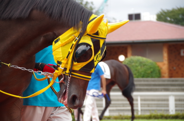 チョリータ 5戦目＠大井競馬場 4R 2016.9.21_d0344707_19072024.jpg