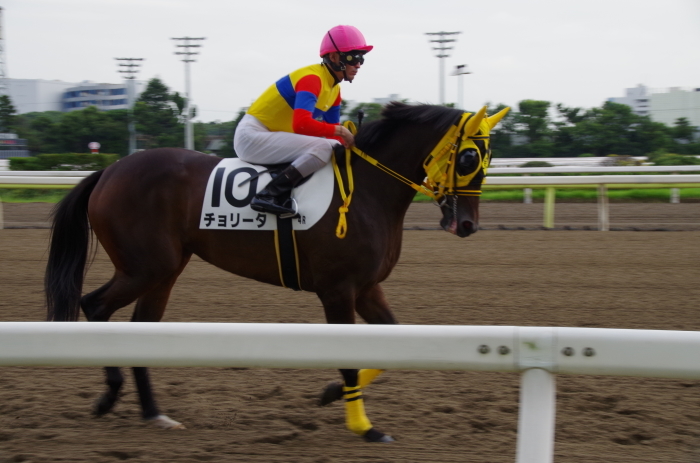 チョリータ 5戦目＠大井競馬場 4R 2016.9.21_d0344707_19085187.jpg