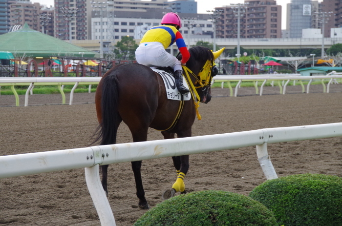 チョリータ 5戦目＠大井競馬場 4R 2016.9.21_d0344707_19090829.jpg