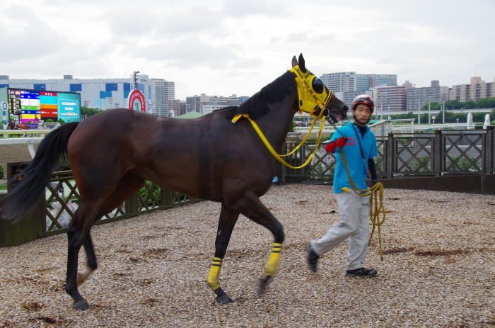 チョリータ 5戦目＠大井競馬場 4R 2016.9.21_d0344707_19110832.jpg