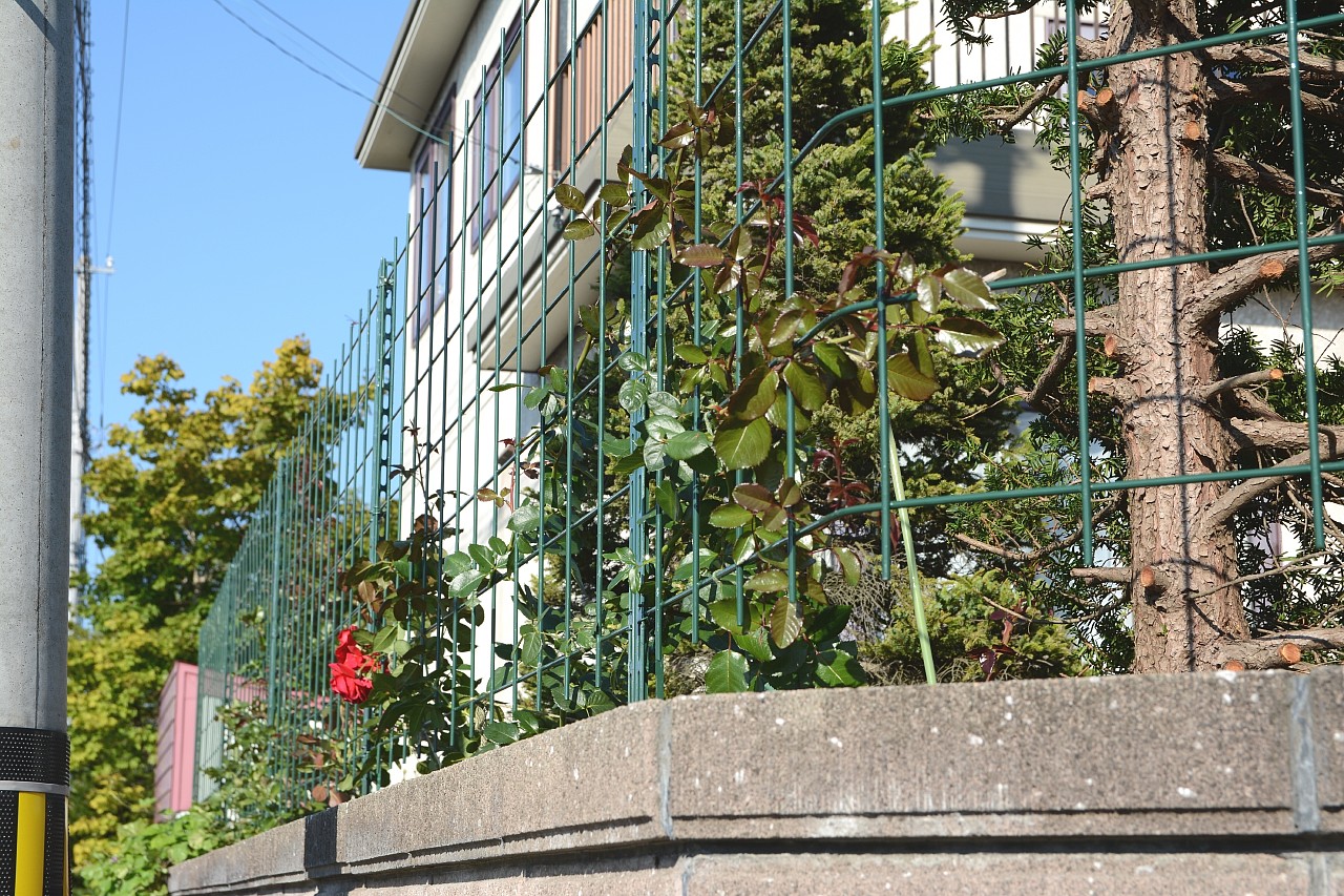a0248508_1594948.jpg