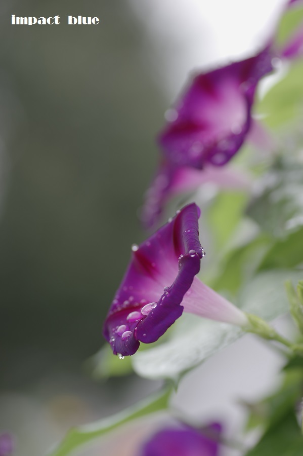 小雨降る、アイガモ公園の花壇にて(^_^)/　続編_a0355908_19130258.jpg