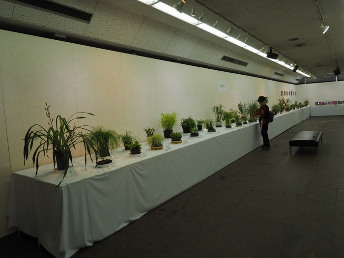 植物公園　植物友の会作品展_c0116915_23575136.jpg