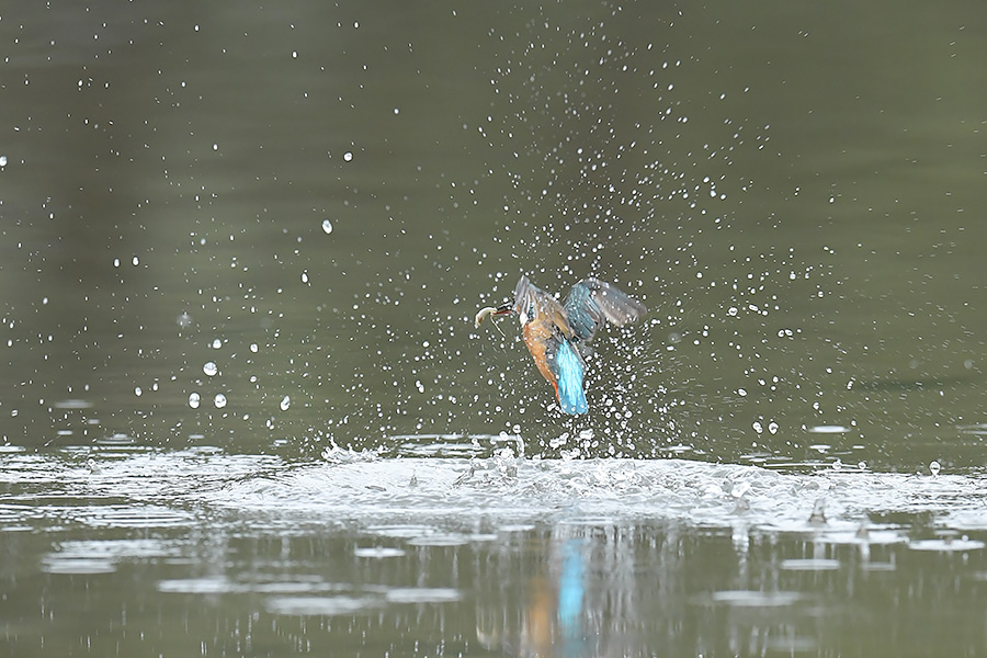 160921 雌の水物など_c0278820_19273019.jpg