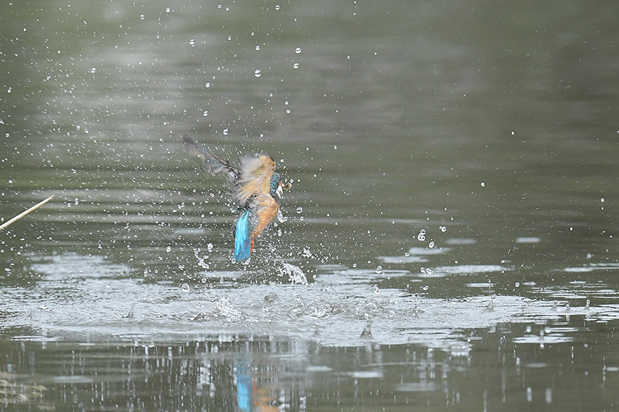 160921 雌の水物など_c0278820_200337.jpg