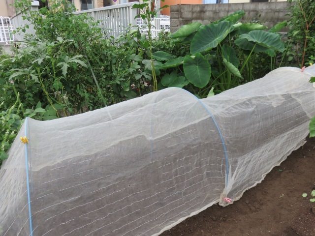 d0323231_20245577.jpg