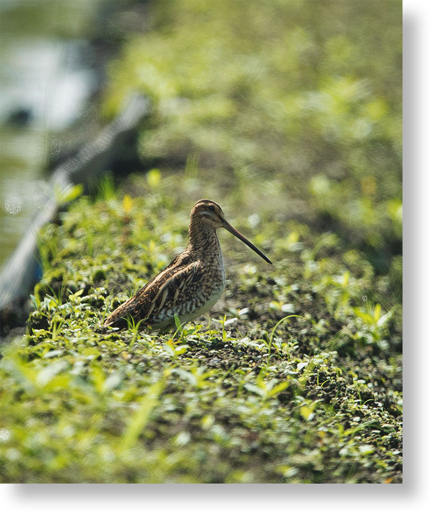 秋の渡り鳥　タシギ_f0160440_17313081.jpg