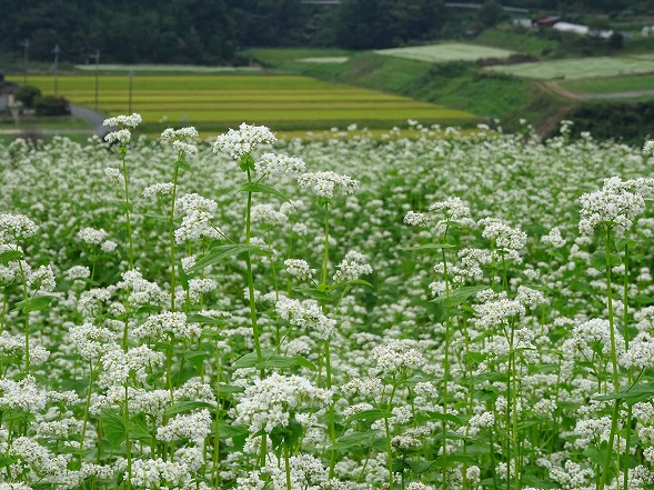 桜井市・笠のそば畑_b0299042_17164913.jpg