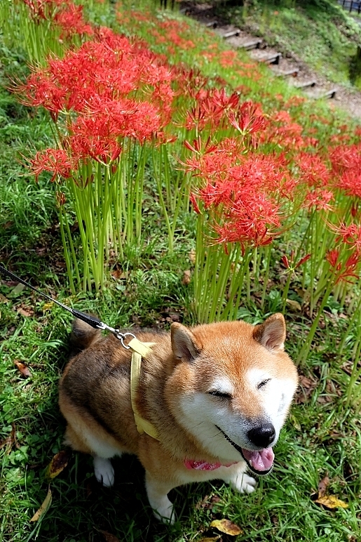 曼珠沙華_b0314043_17001263.jpg