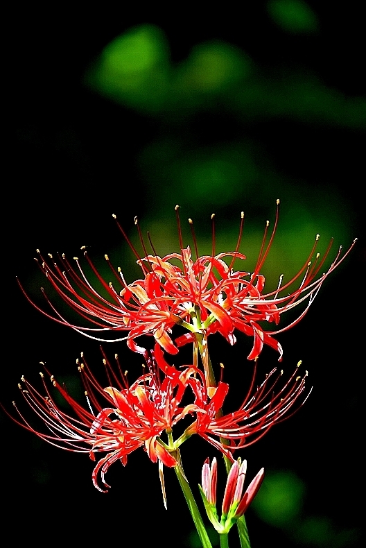 曼珠沙華_b0314043_17004536.jpg