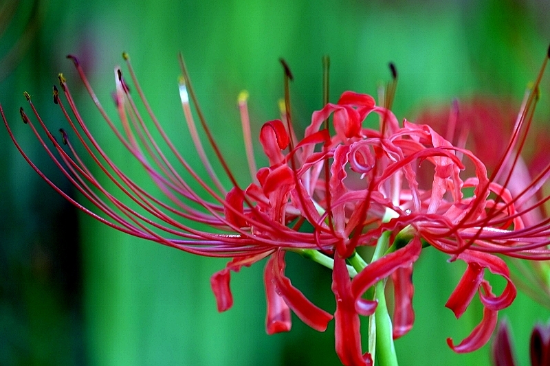 曼珠沙華_b0314043_17010499.jpg