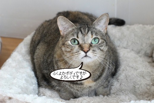 お手玉上手な保護猫さん_e0151545_18414414.jpg