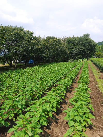 無農薬・無化学肥料で育てる「菊池水源産エゴマ」 黒エゴマの開花と台風16号による被害_a0254656_19213867.jpg
