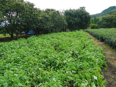 無農薬・無化学肥料で育てる「菊池水源産エゴマ」 黒エゴマの開花と台風16号による被害_a0254656_19263125.jpg